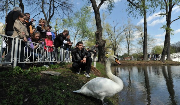 Лебедей-шипунов выпустили в Голицынские пруды Парка Горького после зимы