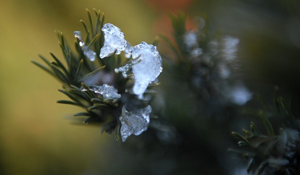 Ночные заморозки ожидаются в столице до выходных