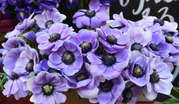 На открытии летнего сезона в саду «Эрмитаж» открылся цветочный базар