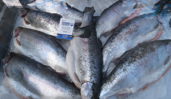 Свыше 100 тонн рыбной продукции планируется продать на фестивале «Рыбная неделя»