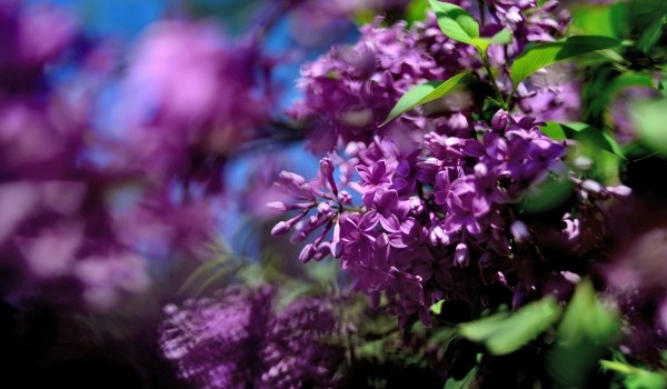 В Измайловском парке расцвела сирень «Красавица Москвы»