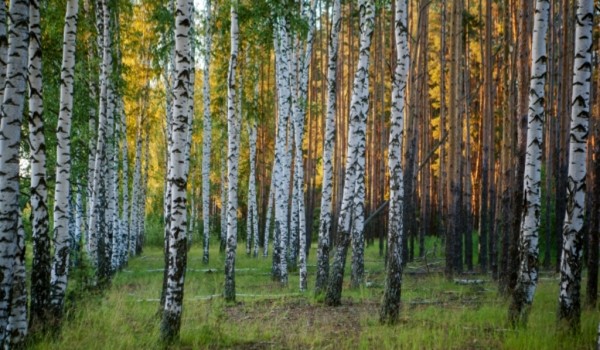 В музее-усадьбе «Остафьево» восстановят Карамзинскую рощу