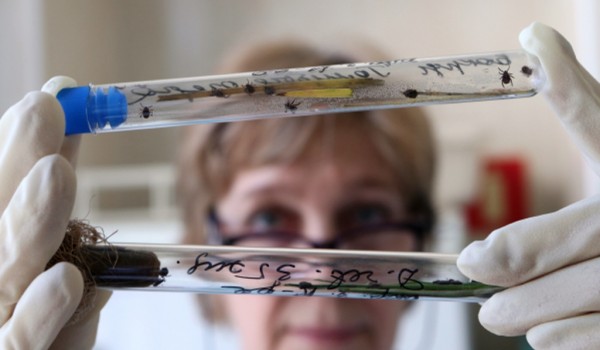 Столичные власти предупреждают о начале сезона активности клещей в Московском регионе.