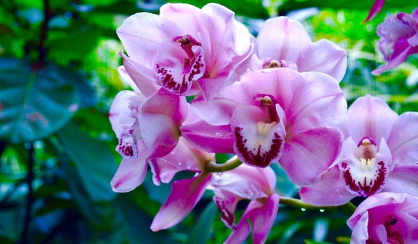 23 мая в «Аптекарском огороде» отроется первый в России сад орхидей на свежем воздухе