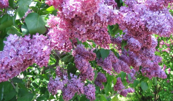 Праздничная выставка сирени пройдёт в "Аптекарском огороде" 25 и 26 мая