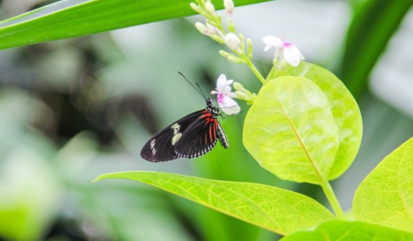 На природных территориях Москвы пройдет экомарафон «Зеленая неделя»
