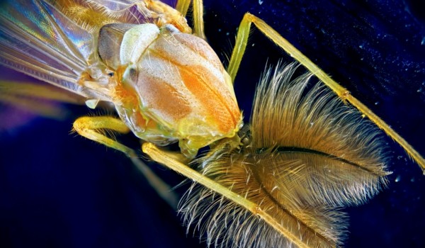 2 июня Дарвиновский музей празднует "День эколога"