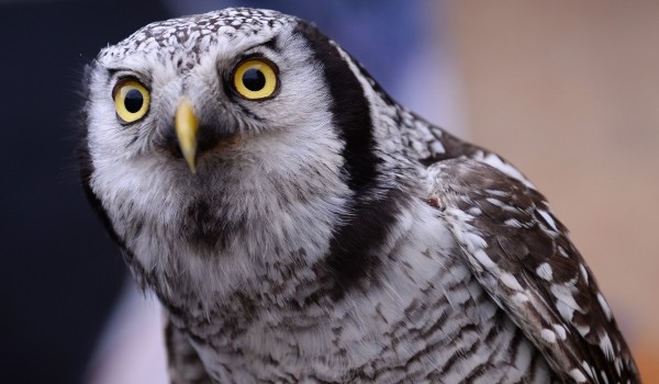 В столице изъяли у уличных фотографов четырех сов