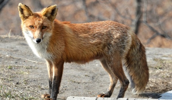 Число обращений в Департамент природопользования Москвы о появлении на территории столицы лис растет