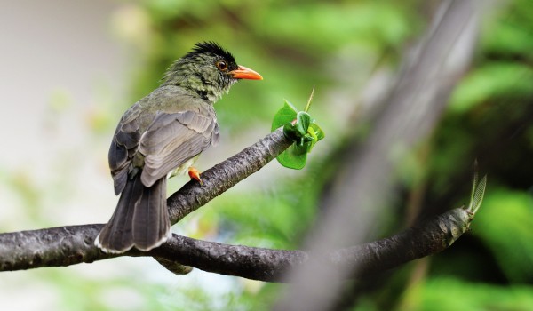 Онлайн-карта с более чем 220 адресами обитания певчих птиц создана в городе