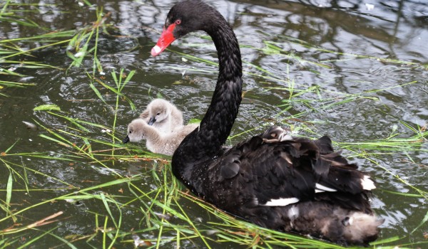 Москвичам предложили выбрать имена для черных лебедей в Парке Горького