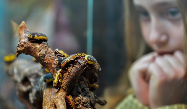 Дарвиновский музей объявил о возможности посещения музея школьниками со всего мира бесплатно до конца лета