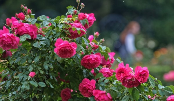 Свыше 10 тыс. кв. м цветников появится в парке «Ходынское поле» в рамках благоустройства