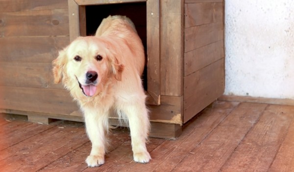 Приют для бездомных животных построят в Троицком округе Москвы