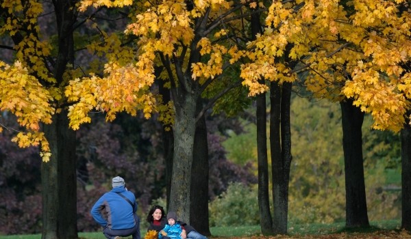 В 2019 году в Новокосино планируется высадить более 130 деревьев и кустарников