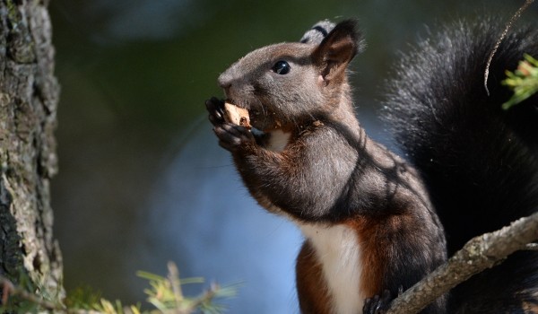 В Лианозовском парке пройдет экскурсия о многообразии животного мира столицы
