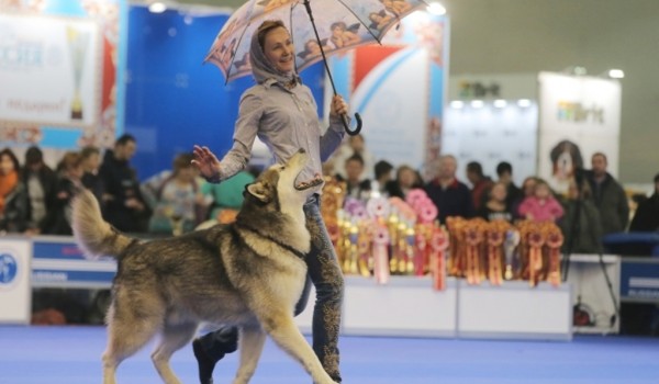 В московском парке «Красногвардейские Пруды» пройдет Первый парад собак