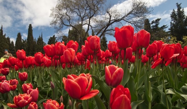 В районе Якиманка высадят порядка 25 тысяч тюльпанов