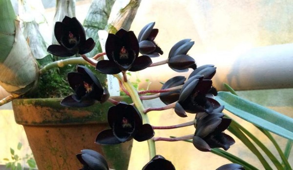 Самую чёрную орхидею в мире представят 22 декабря в "Аптекарском огороде"