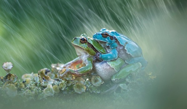 В Дарвиновском музее пройдет выставка итальянского фотографа Фабрицио Молья «Европа. Рептилии. Амфибии»