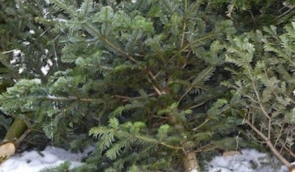Москвичи уже сдали более 2,6 деревьев в рамках акции «Елочный круговорот»