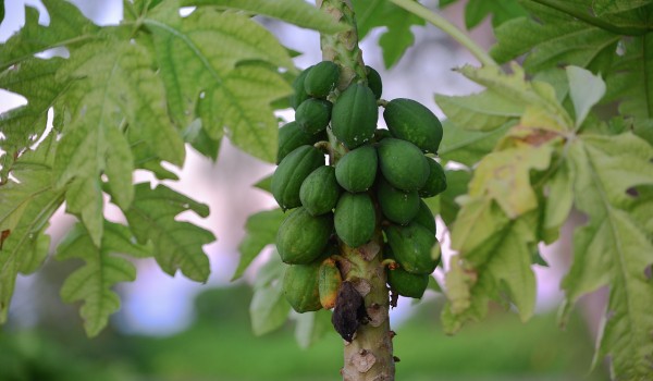 В «Аптекарском огороде» созрел урожай папайи