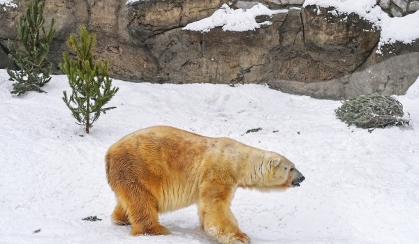 Сурки, еноты и медведи в московском зоопарке могут проснуться раньше из-за оттепели