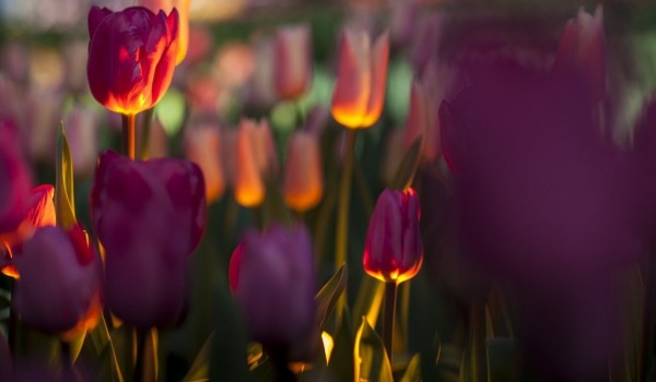 Зимняя выставка тюльпанов "Репетиция весны" откроется 23 февраля в "Аптекарском огороде"