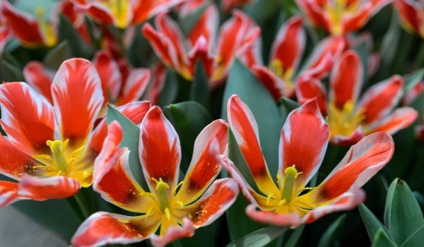 Тюльпаны подарят гостям «Аптекарского огорода» 23 февраля