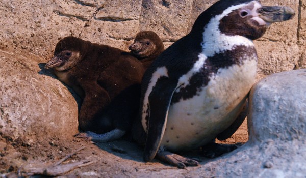 В Московском зоопарке родился южноафриканский пингвиненок