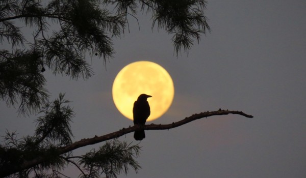 Россияне смогут наблюдать сегодня самую большую Луну, а 21 марта их ждет «воронье полнолуние»
