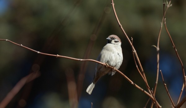 В Дарвиновском музее пройдет экологический праздник в честь Международного дня птиц