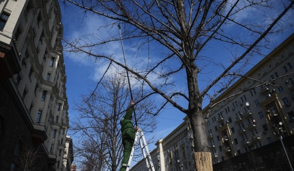 Весенние работы по уходу за высаженными на благоустроенных улицах деревьями начались в столице
