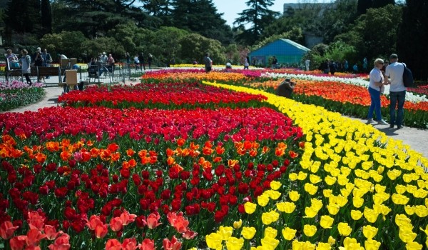 Вблизи столичных школ высадили более 10 тысяч цветов