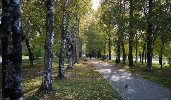 По 22 адресам в районе Замоскворечье высадят новые деревья и кустарники