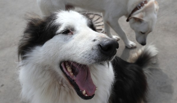 Благотворительная раздача собак из городских приютов пройдет на ВДНХ 27 апреля