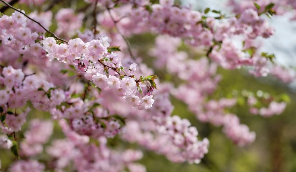 Цветение сакуры отпразднуют в Бирюлевском дендропарке 1 мая