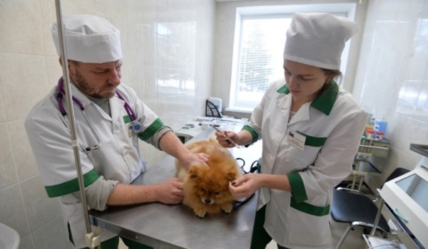 В Москве наградят лучшего ветеринарного врача 2019 года