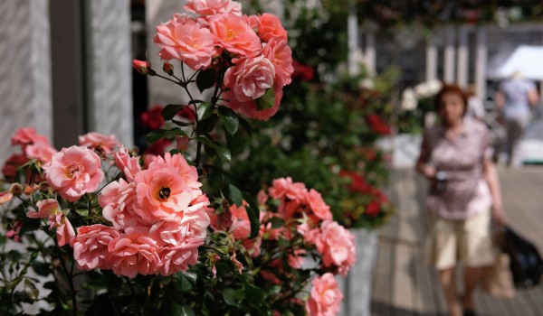 Свыше 40 летних конкурсных садов к фестивалю «Цветочный джем» откроются 20 июня