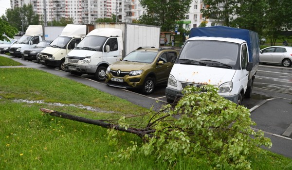 Автомобилистам рекомендуют парковаться подальше от деревьев и рекламных щитов