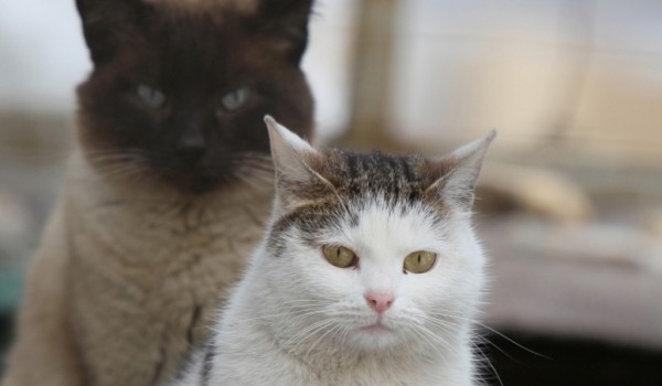 Ветеринары советуют не разговаривать с кошками низким голосом