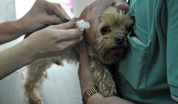 Ветеринары бесплатно осмотрят домашних животных в столичных парках