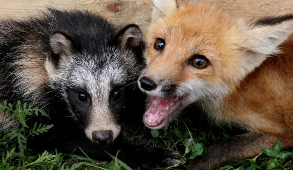 Антон Кульбачевский провел экологический урок для московских школьников