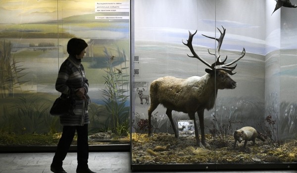 26 октября для посетителей в костюмах лесной нежити вход в Дарвиновский музей будет бесплатным