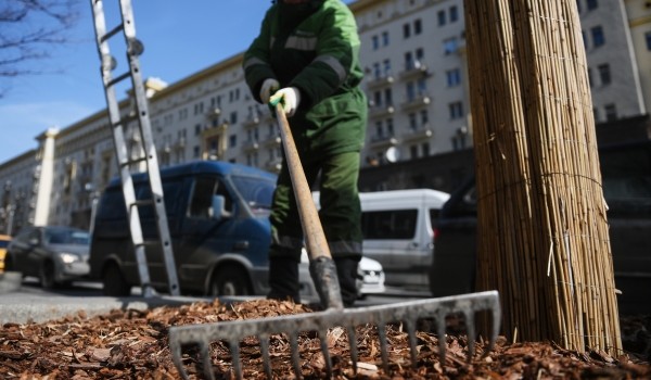 До середины декабря на благоустроенных территориях столицы высадят порядка 1,2 тыс. деревьев