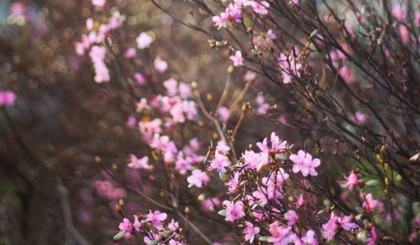 В "Аптекарском огороде" аномально рано расцвел рододендрон