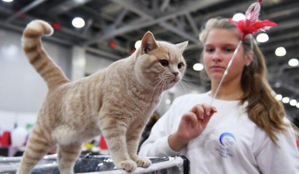 7 - 8 декабря - Международная выставка кошек “WinterCatShow”