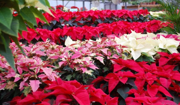 Японский сад с цветами и живые рождественские звезды представят 30 ноября в "Аптекарском огороде"