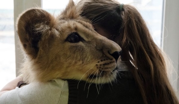 Львица Сима из столичного центра передержки животных передана Ярославскому зоопарку