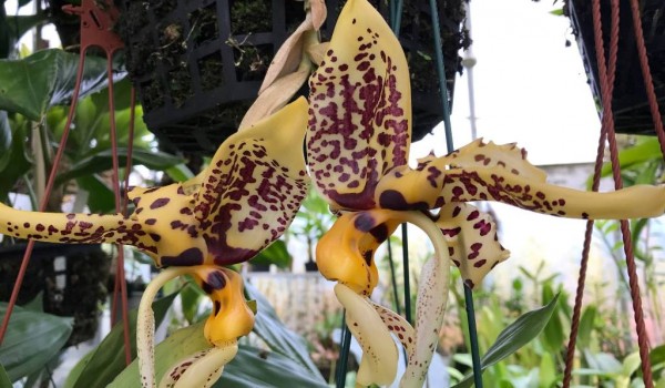 "Орхидея-бык" расцвела в "Аптекарском огороде"